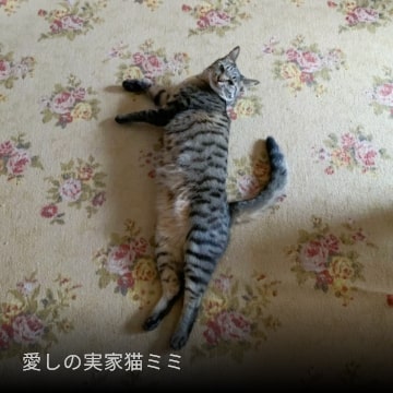 愛しの実家猫ミミ
