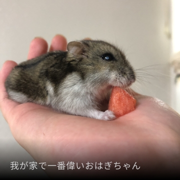 ハムスター