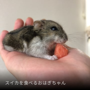 スイカを食べるおはぎちゃん