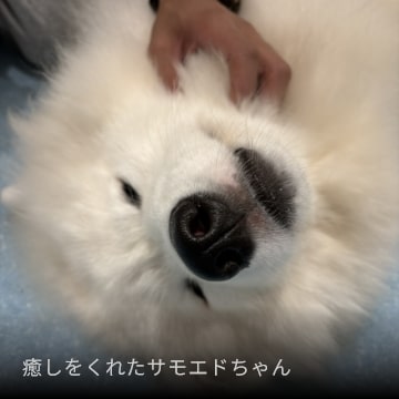 癒しをくれたサモエドちゃん