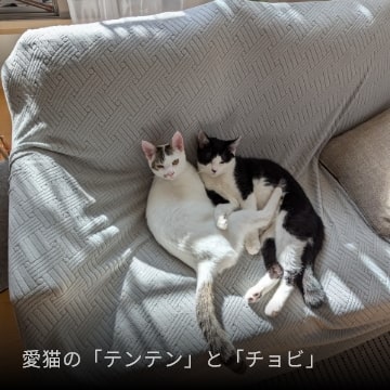 愛猫の「テンテン」と「チョビ」