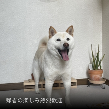 柴犬