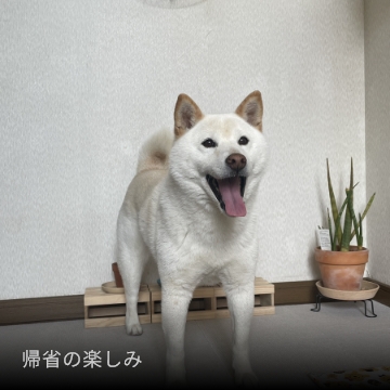 帰省の楽しみ
